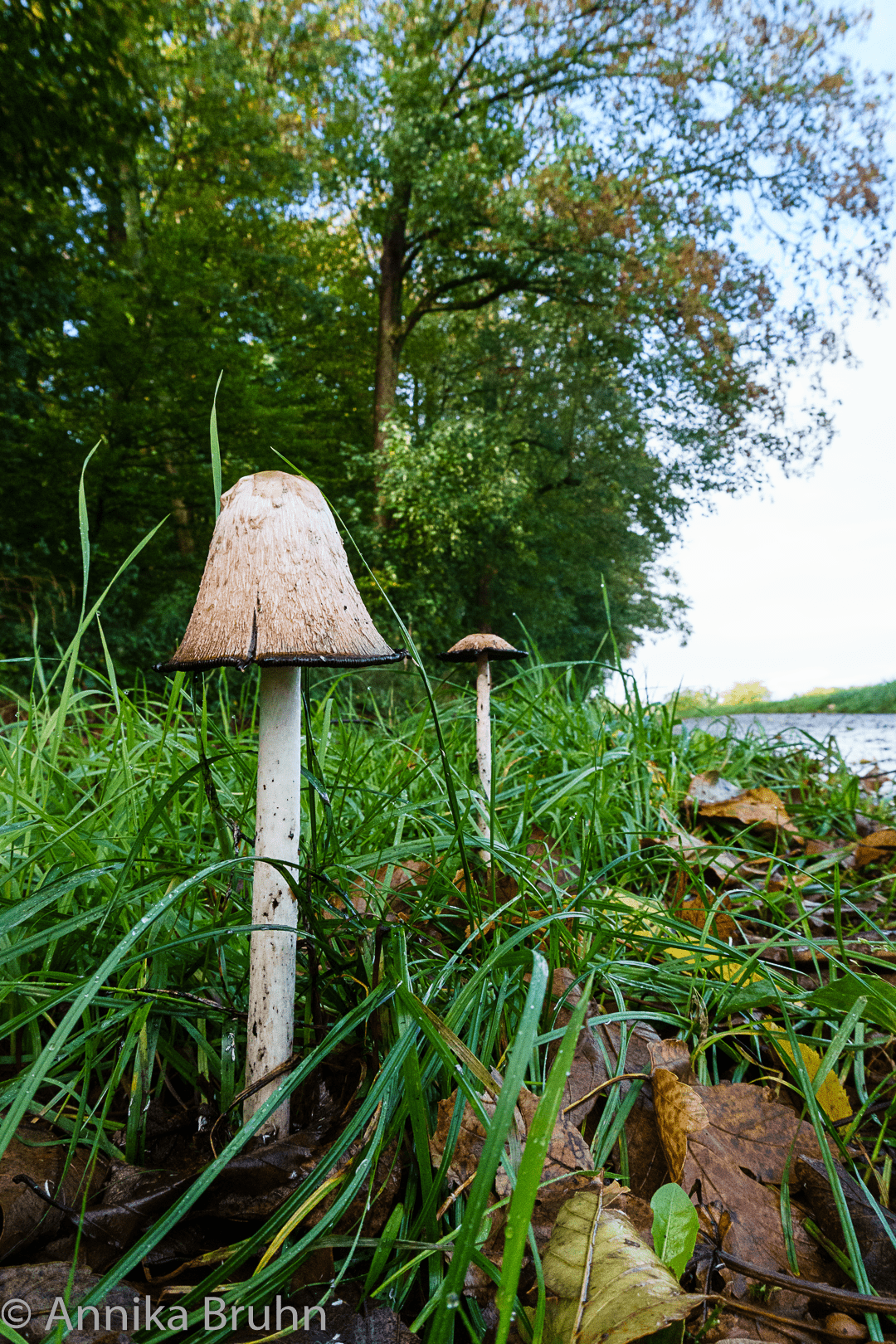 Pilze am Wegesrand